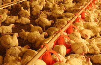 Avícola São Paulo - Foto 1