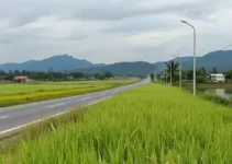 mato alto na beira da Dutra