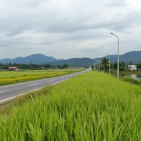 mato alto na beira da Dutra