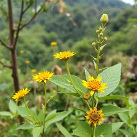 programa de plantas medicinais